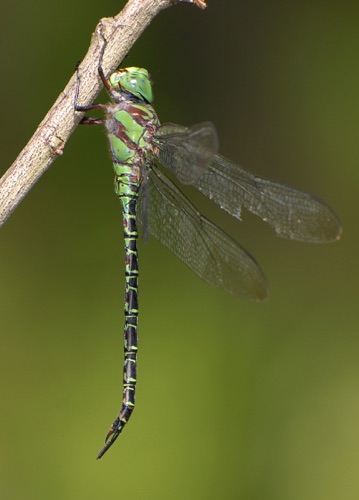 Male
2008_04_11_FL